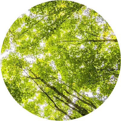 Effective, high-performing, low carbon websites, delivering value to your business. (Photo by Felix Mittermeier from Pexels: https://www.pexels.com/photo/worms-eyeview-of-green-trees-957024/)